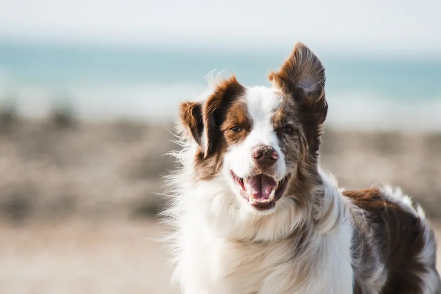 Hogar Perruno · Alojamiento familiar para perros Perro feliz en Hogar Perruno, alojamiento familiar en Las Rozas de Madrid